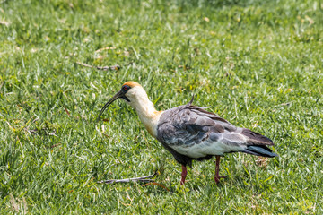 Pelecaniform bird of the tresquiornitidae family, the curicaca is known for its loud screaming song.