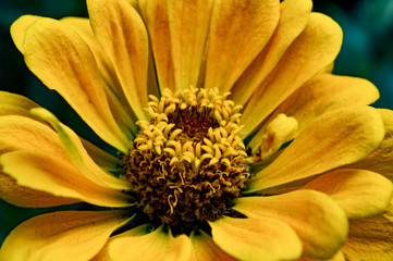 close up of yellow flower