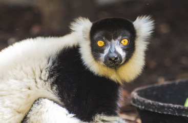 Surprised Lemur