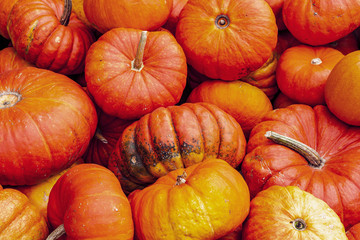 many orange pumpkins at outdoor farmers market as background for halloween.
