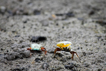 Two fiddler or calling crabs ready for combat. The oversized claw or chela of these animals is used in courtship over female individuals.