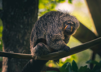 Grumpy monkey