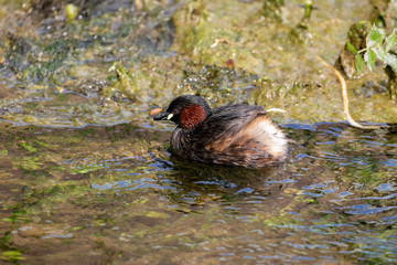 The little grebe (Tachybaptus ruficollis) from the the Gacka River
