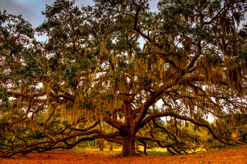 Old southern oak tree