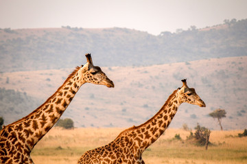 Two Masai or Kilimanjaro Giraffe - Scientific name: Giraffa tippilskirchi - Walking Elegantly through the African Savanna