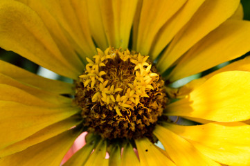 yellow flower
