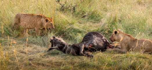 Two sub-adult young male Wild East African Lions - Scientific name: Panthera leo melanochaita - Brothers Feeding off a Freshly Killed Bloody Wildebeest Gnu