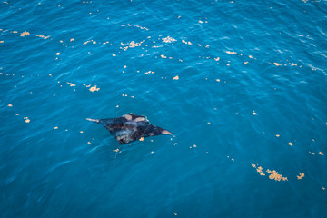 Wild Stingray in the Caribbean Ocean of Mexico