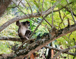 Ugandan Red Colobus Monkey - Scientific name: Procolobus rufomitratus tephrosceles sitting in a tree. This endangered primate species is endemic to eastern Africa and often hunted by chimpanzees
