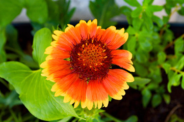 orange flower in the garden