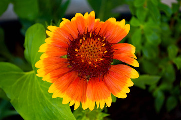 orange flower