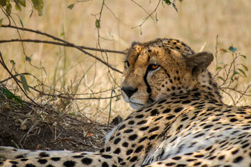 Wild Tanzanian or East African Cheetah - Scientific name- Acinonyx jubatus raineyi syn. fearsoni - resting in the shadow. 