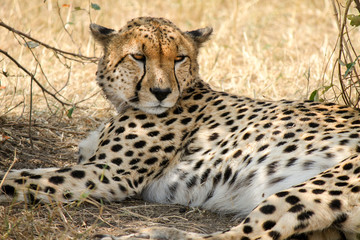Wild Tanzanian or East African Cheetah - Scientific name- Acinonyx jubatus raineyi syn. fearsoni - resting in the shadow. 