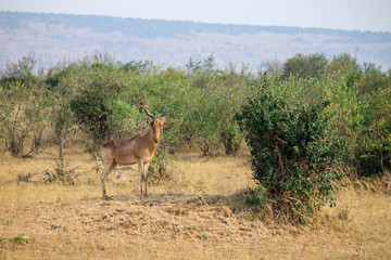 Naklejka na ściany i meble Wild Topi - Scientific name: Damaliscus lunatus jimela - in the Maasai Mara National Reserve. Topi is a highly social fast Antelope closely resembling Sassaby and Hartebeest