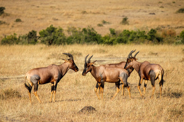 Wild Topi - Scientific name: Damaliscus lunatus jimela - in the Maasai Mara National Reserve. Topi is a highly social fast Antelope closely resembling Sassaby and Hartebeest