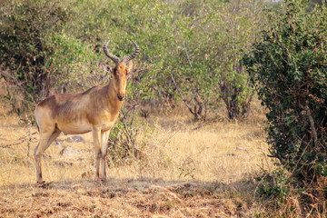 Wild Topi - Scientific name: Damaliscus lunatus jimela - in the Maasai Mara National Reserve. Topi is a highly social fast Antelope closely resembling Sassaby and Hartebeest