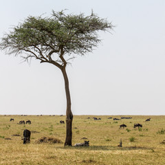 Wild Warthog and Gazelle Lying in the Shadow of a Acacia Tree like Brothers with Wildebeest in the Background