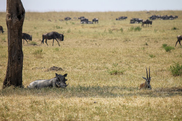 Naklejka na ściany i meble Wild Warthog and Gazelle Lying in the Shadow of a Acacia Tree like Brothers with Wildebeest in the Background