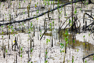 Young sprouts of mangrove trees in an area recently destroyed by a tsunami