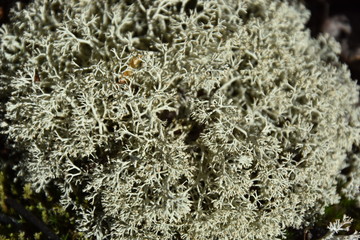 Lichen d'automne au Québec, Canada