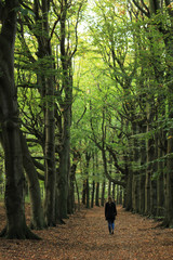 Young woman walking through a tall Beech forest