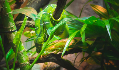 Green boa/python coiled across branch