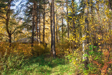 Russia. Yekaterinburg. Autumn forest within the city limits .