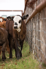 Obraz premium Beautiful calf