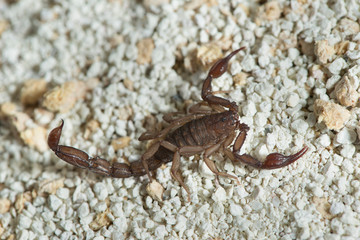 Escorpión