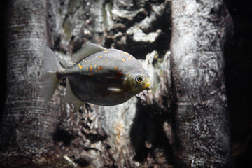 水槽の中のピラニア