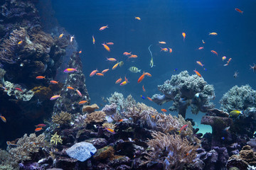 海底の珊瑚と熱帯魚の群れ