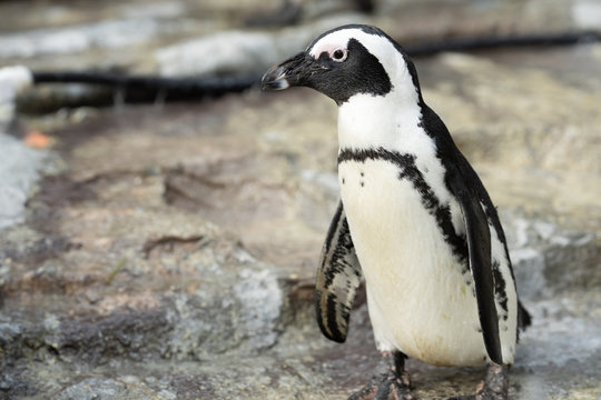 302 最適な ケープペンギン 画像 ストック写真 ベクター Adobe Stock 302 最適な ケープペンギン 画像 ストック写真 ベクター Adobe Stock