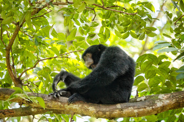 Siamang gibbon in the forest