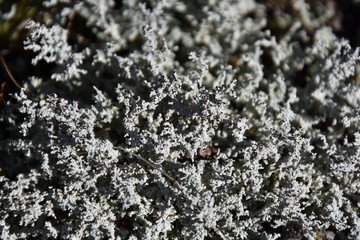 Lichen d'automne au Québec, Canada