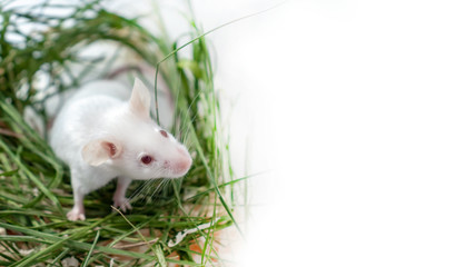 White albino laboratory mouse sitting in green dried grass, hay with copy space. Cute little rodent muzzle close up, pet animal concept