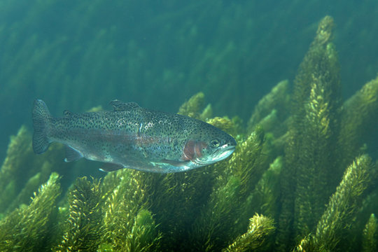 rainbow trout from Gacka River, Croatia