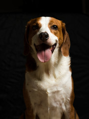 Beagle hound mix low key portrait - Portrait view