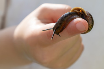 A child holding an edible snail Fructicicola fruticum close up in hand, sunny day in summer time