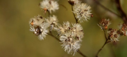 Plantes d'automne