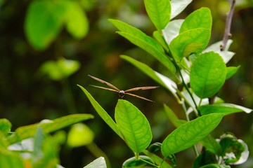 Dragonfly on leaves 