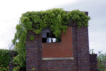 ivy on the wall old