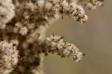 Plantes d'automne