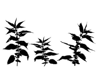 Nettle silhouette illustration. Plants, botany. Vector objects on isolated white background.