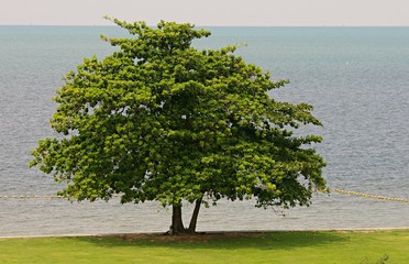 Big tree near the beach in evening time. Standing alone and Stay strong concept