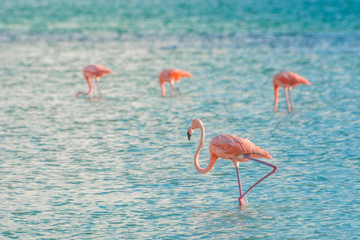 Wild Flamingo in the Caribbean Ocean of Mexico