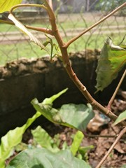 caterpillar on branch