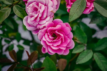 Fototapeta premium pink rose in the garden