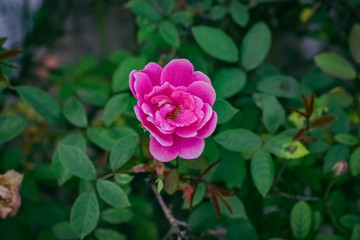 pink rose in the garden