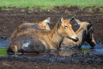 Pere David's deer, also known as the milu or elaphure, is a species of deer that is currently extinct in the wild all known specimens are found only in captivity. © Daniel Meunier