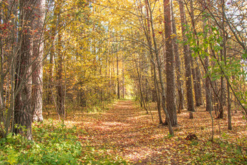 Obraz premium Russia. Yekaterinburg. Autumn forest within the city limits .